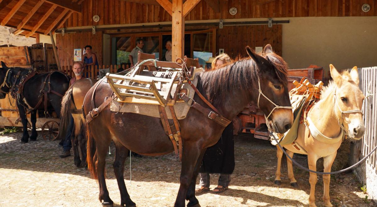Cheval attelé - Cheval attelé