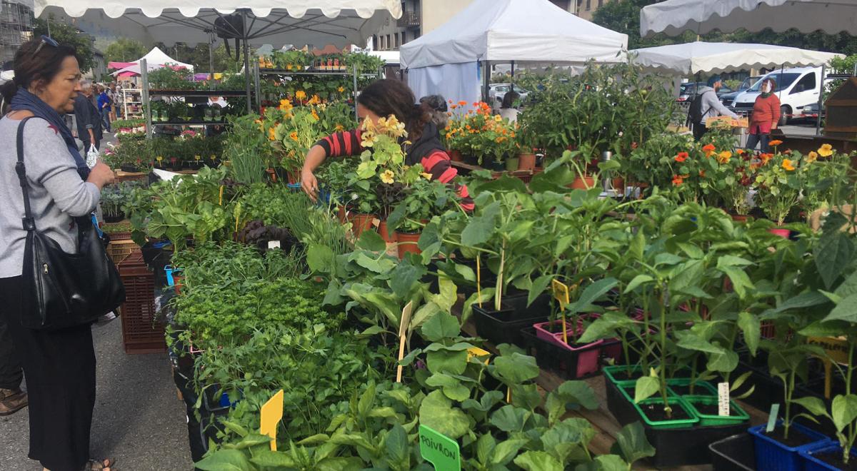 Foire aux plants de Barcelonnette - Foire aux plants de Barcelonnette