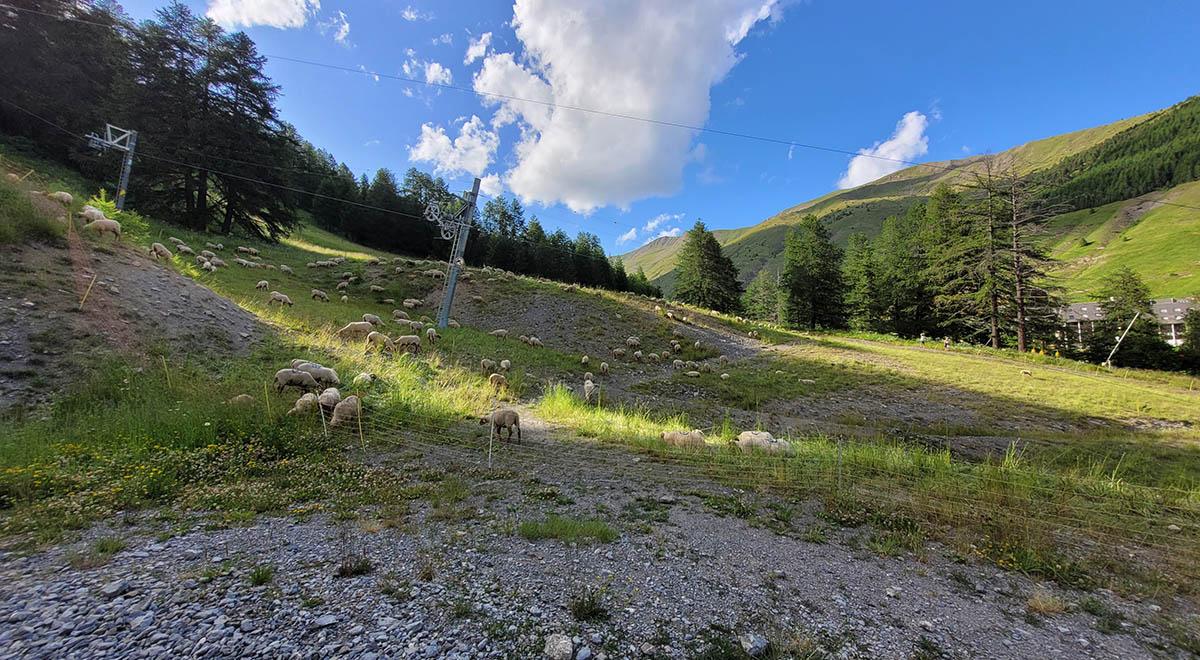 Pastoralisme - Pastoralisme