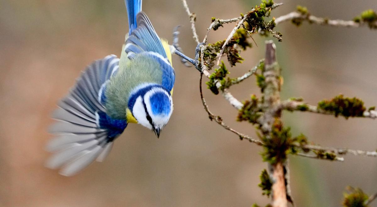 Projection du film "100 ans pour les oiseaux"_Seyne - Mésange bleue