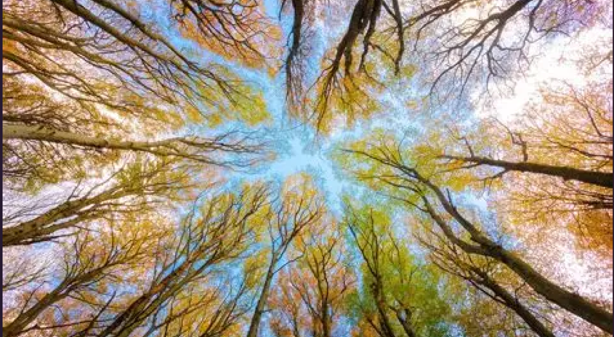 Exposition : " Arbres entre légendes et science"_Les Orres - Exposition : " Arbres entre légendes et science"_Les Orres