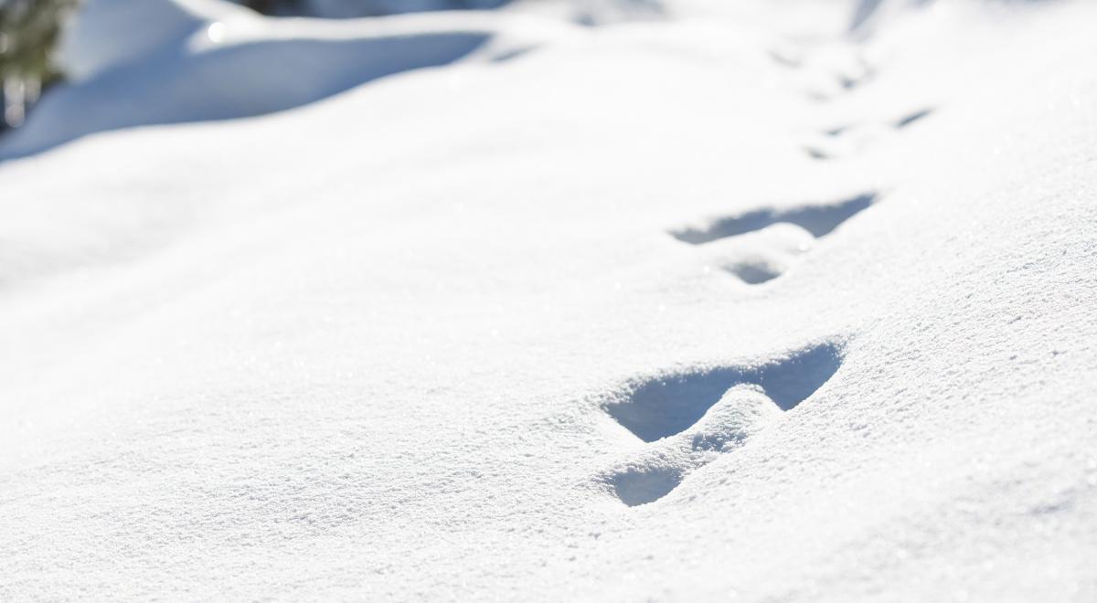 L'enquête de Noël_Auzet - Empreinte d'animaux
