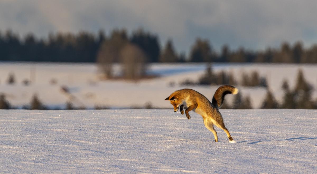 Exposition Éric Poussin photographe voyageur_Seyne - Renard dans la neige