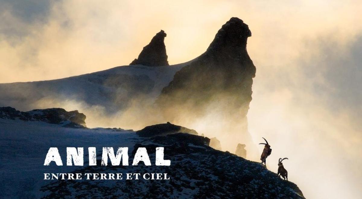 Ciné-débat : ANIMAL - Entre Terre et Ciel_La Foux d’Allos - Ciné-débat