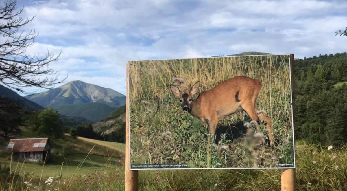 Exposition naturaliste en plein air - Exposition_naturaliste_Négron