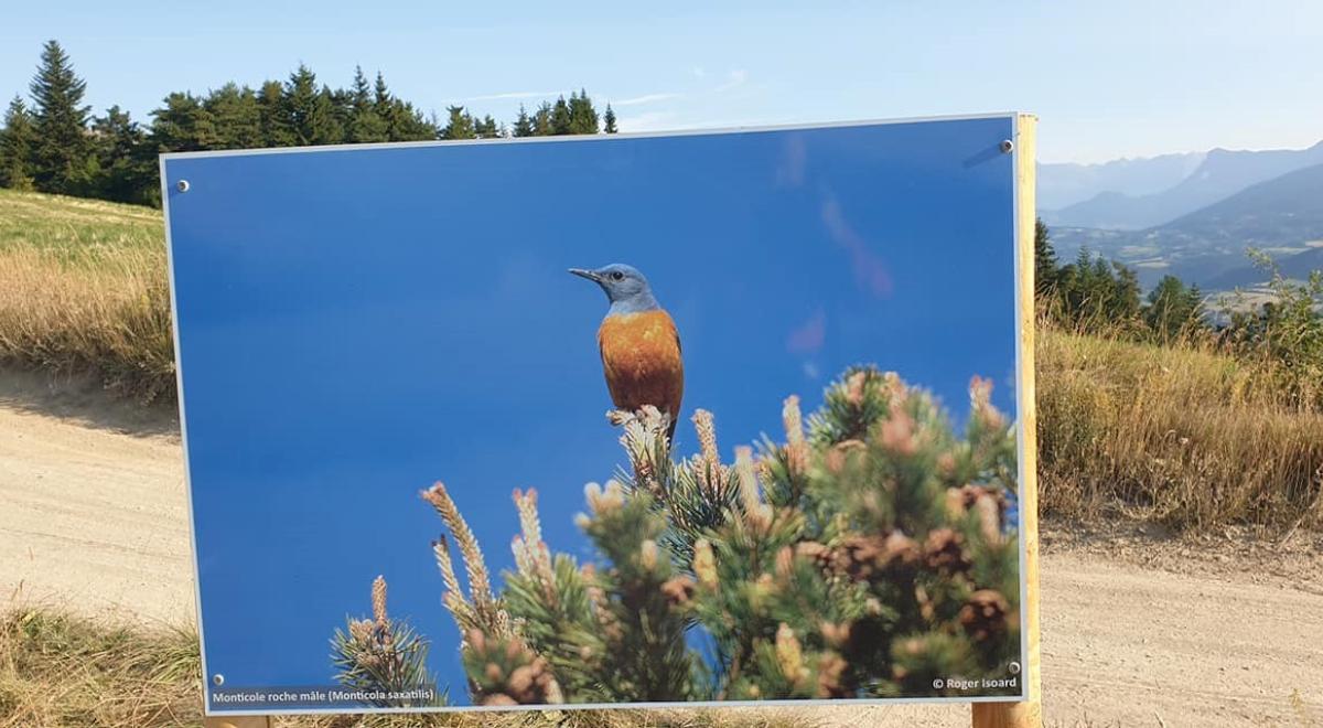 Exposition naturaliste en plein air - Expo naturaliste Roger Isoard