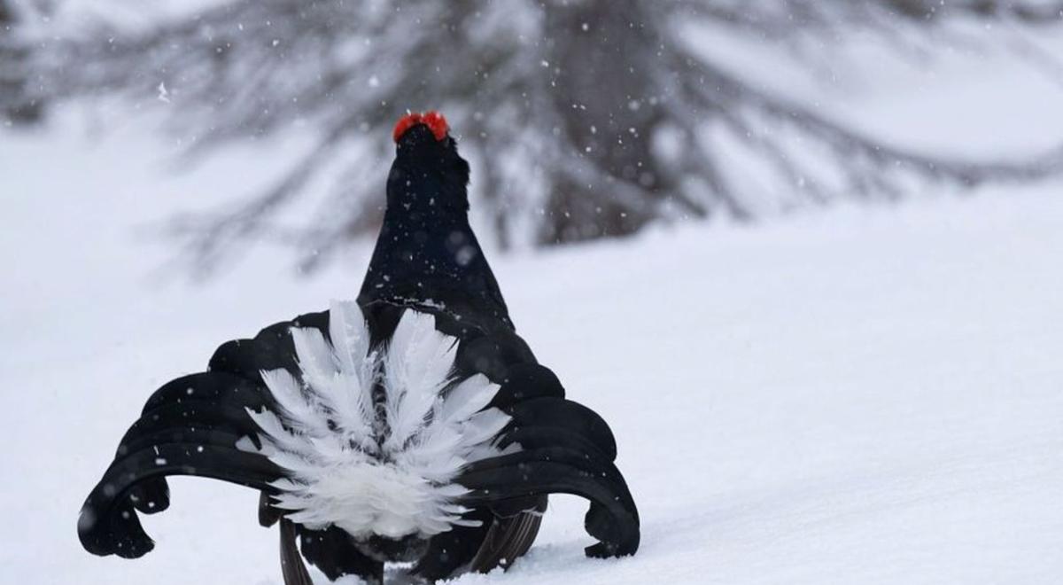tétras - Tetras lyre
