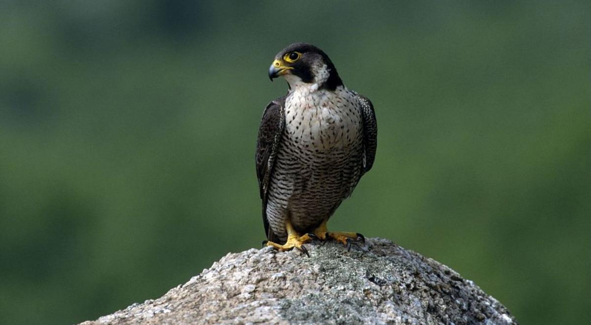 Image - Faucon pèlerin