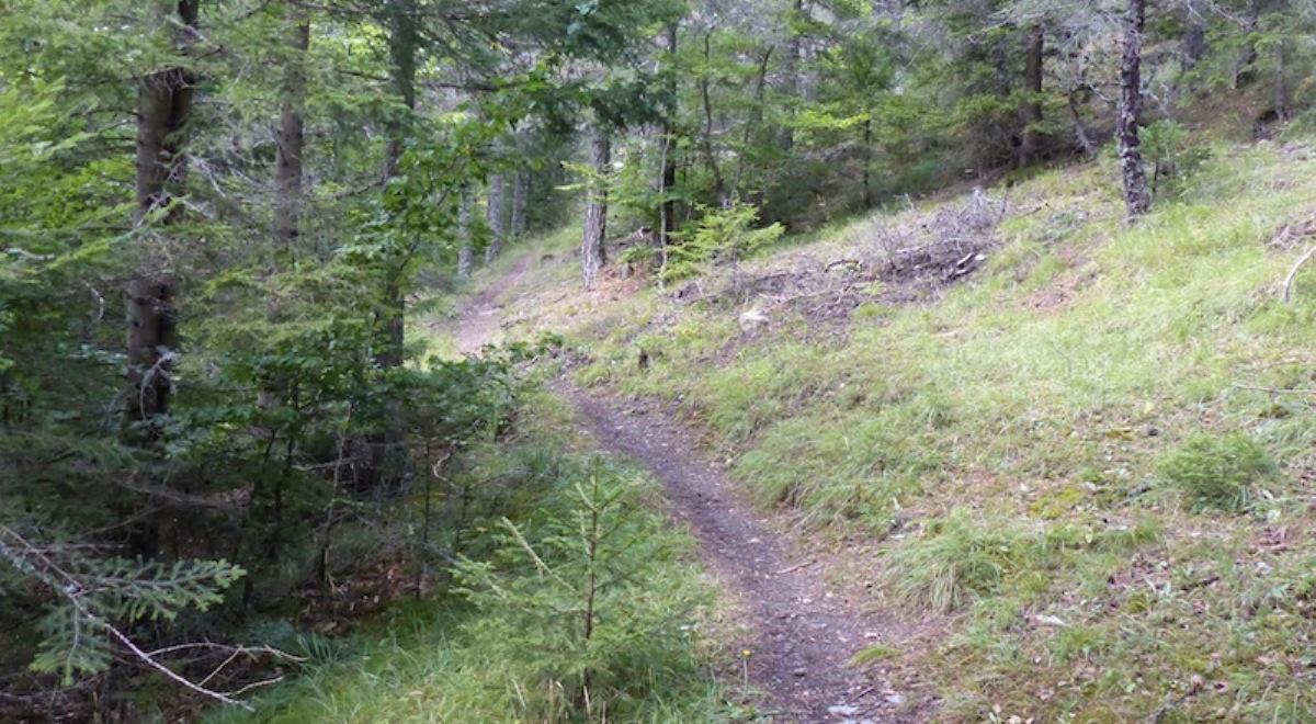 Journée internationale des forêts_Seyne - Forêt de mélèzes