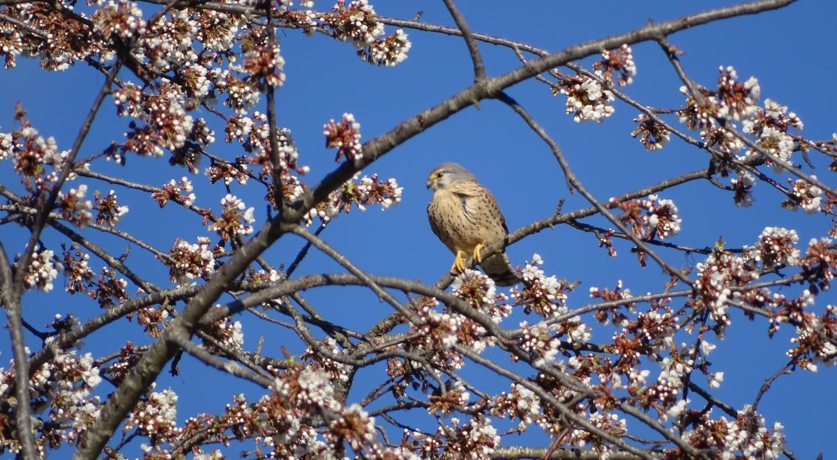 Journée taille et greffe des arbres fruitiers_Seyne - arbre
