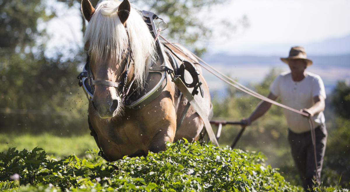 traction animale dans les vignes