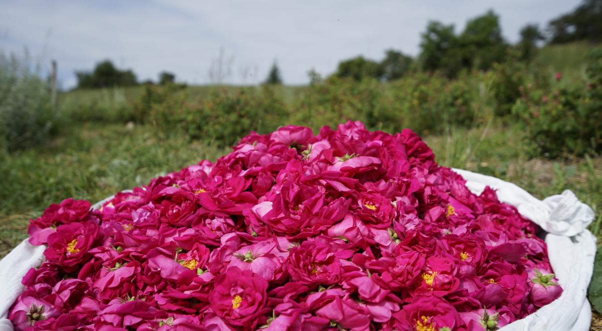 Rendez-vous en terres connues : Cueillette et distillation de roses._Théus
