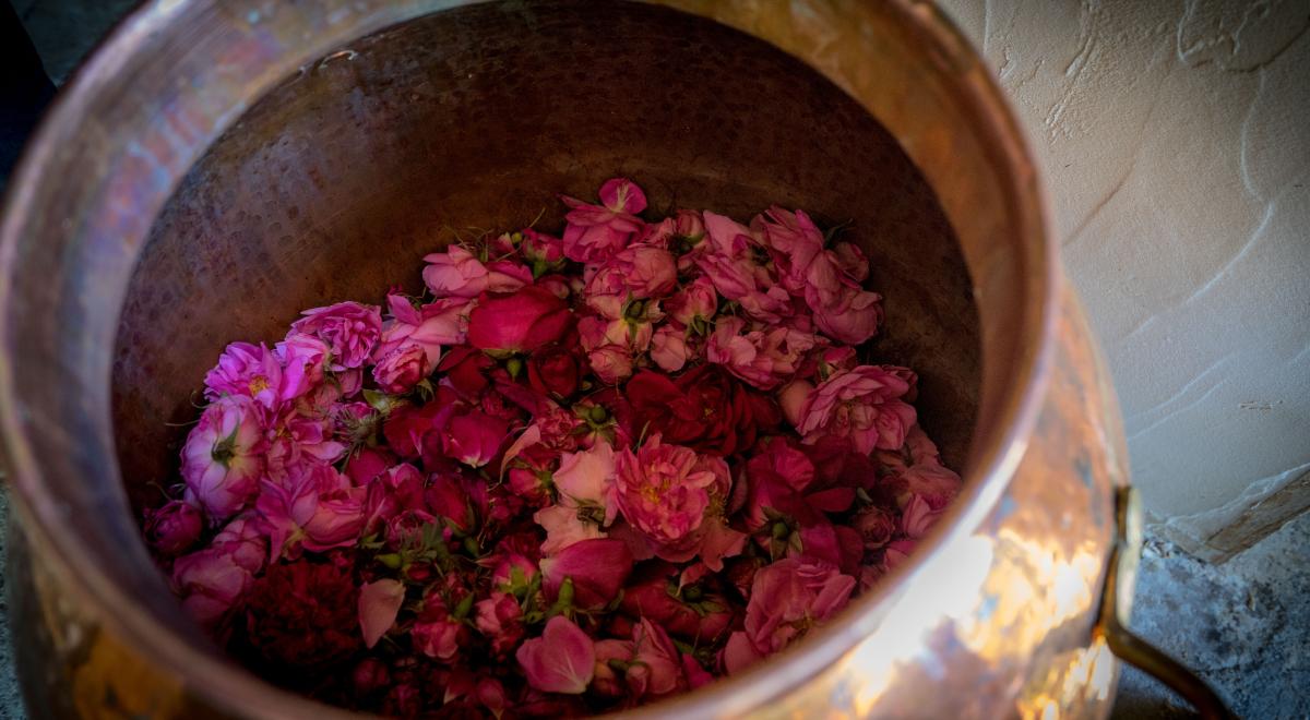 Rendez-vous en terres connues : Cueillette et distillation de roses._Théus