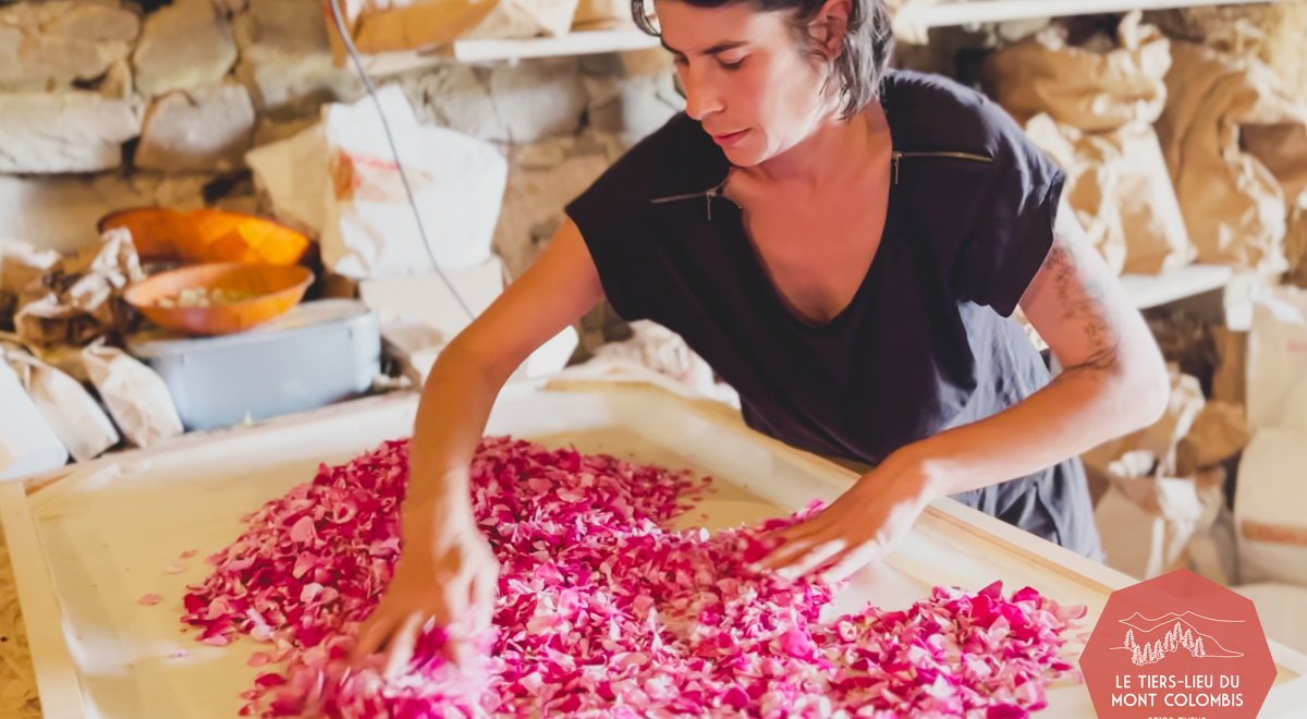 Rendez-vous en terres connues : Cueillette et distillation de roses._Théus