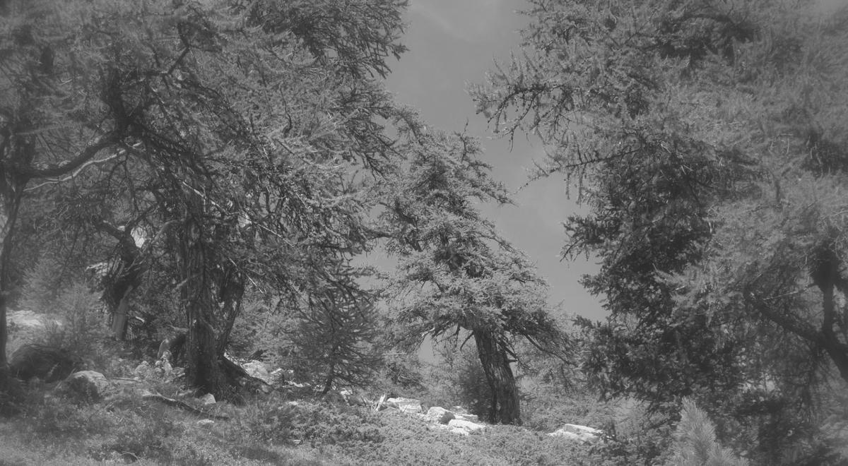 Exposition Les arbres en couleurs – Sous les branches de l’art_Barcelonnette