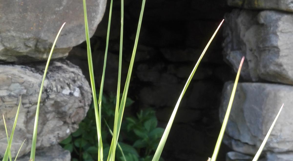 Les petits explorateurs et les terrasses d'Hercule_Réallon