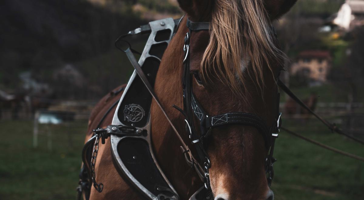 Découverte de la traction animale_Théus