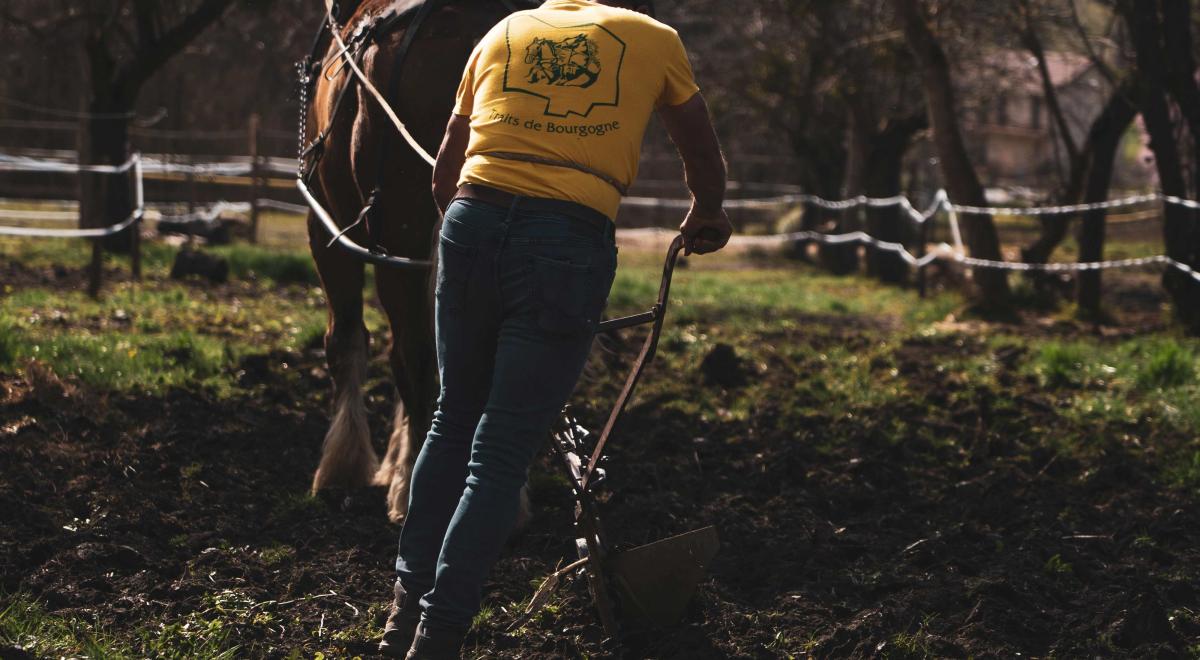 Découverte de la traction animale_Théus