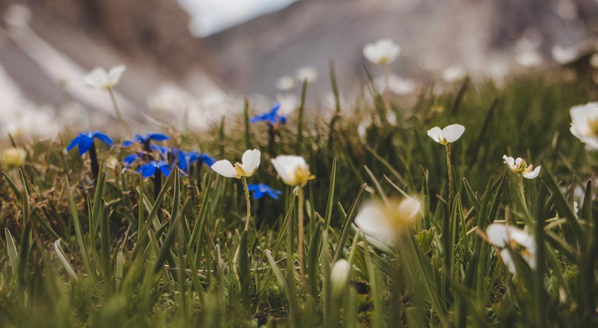 Causerie en montagne : À la découverte de la flore de l'Ubaye et des Alpes du sud_Barcelonnette