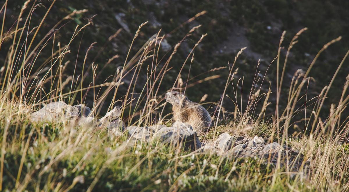 Causerie en montagne : La photographie animalière_Barcelonnette