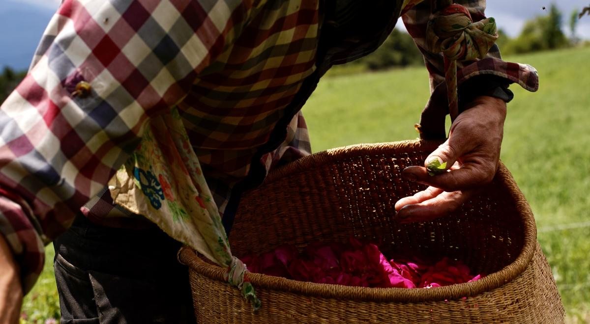 Rendez-vous de l'été : Atelier Cocktail aux eaux florales._Théus