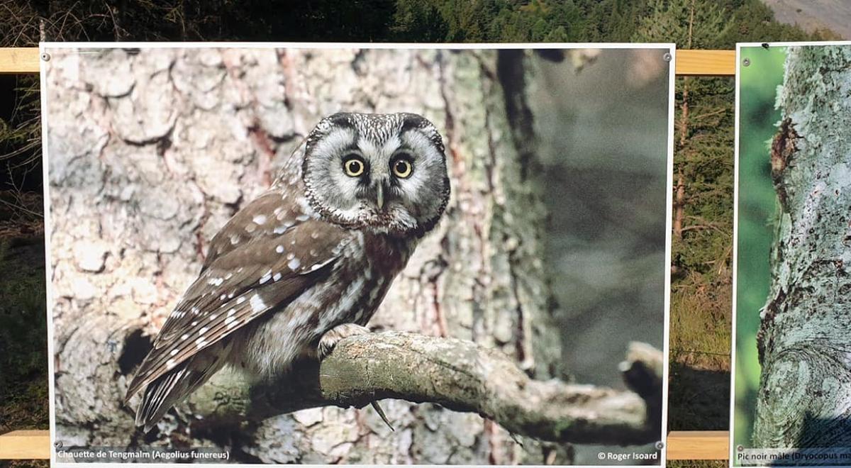 Exposition naturaliste en plein air - Expo naturaliste Roger Isoard