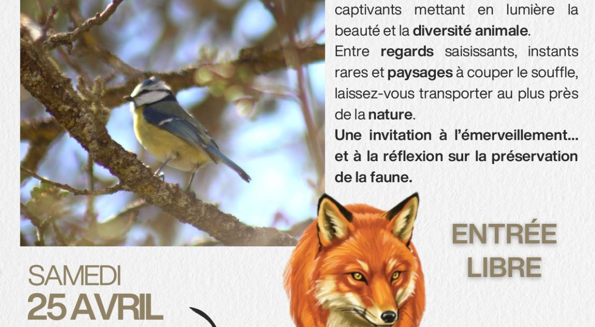 Exposition photos animalières au Fanget_Auzet - Exposition photos animalières