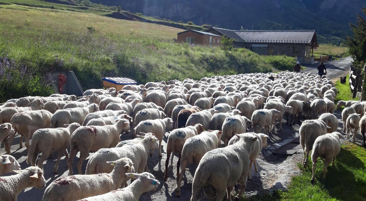 Journée Amontagnage des brebis Crévoux - Journée Amontagnage des brebis Crévoux