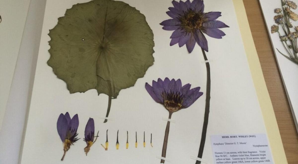 Atelier Herbier_Montclar - Herbier