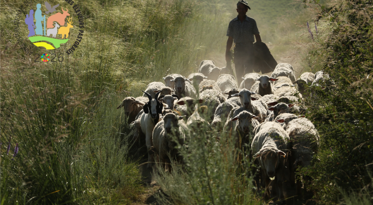 les moutons dans les drailles