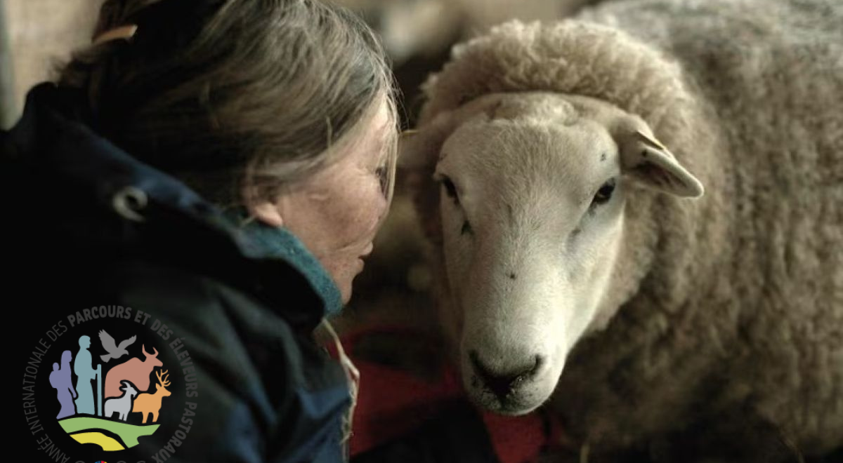 notes of sheepland