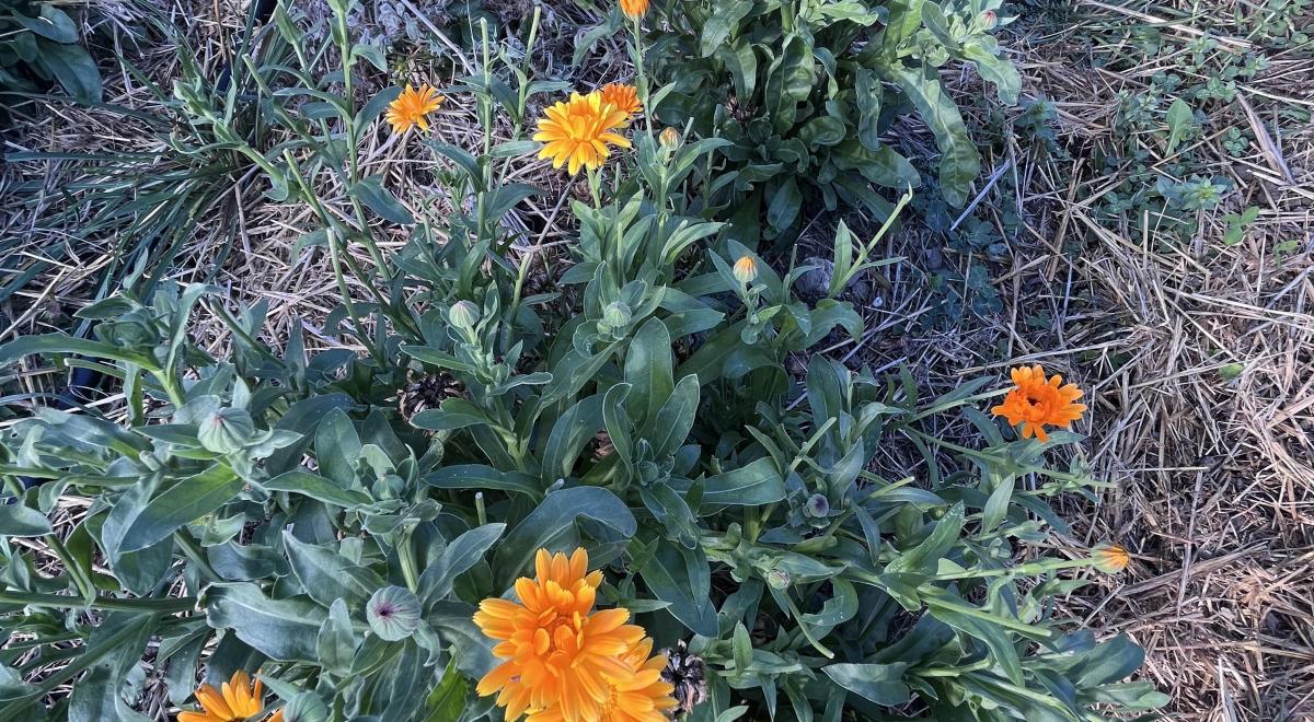 Calendula