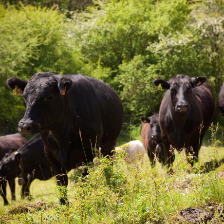 Vache Angus - Vache Angus