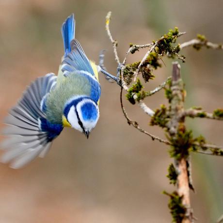 Projection du film "100 ans pour les oiseaux"_Seyne - Mésange bleue