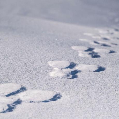 Traces lièvre neige - Traces de lièvre