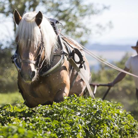 traction animale dans les vignes