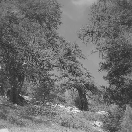 Exposition Les arbres en couleurs – Sous les branches de l’art_Barcelonnette