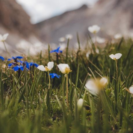 Causerie en montagne : À la découverte de la flore de l'Ubaye et des Alpes du sud_Barcelonnette