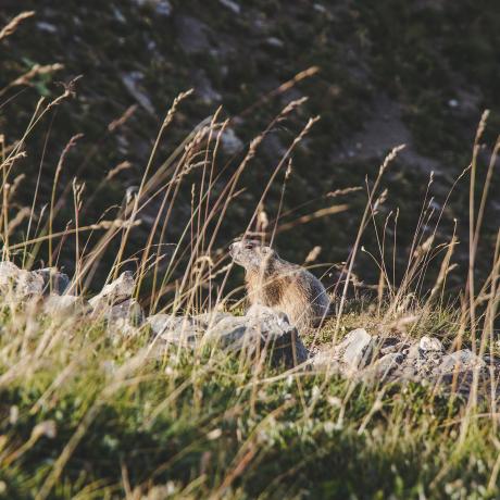 Causerie en montagne : La photographie animalière_Barcelonnette