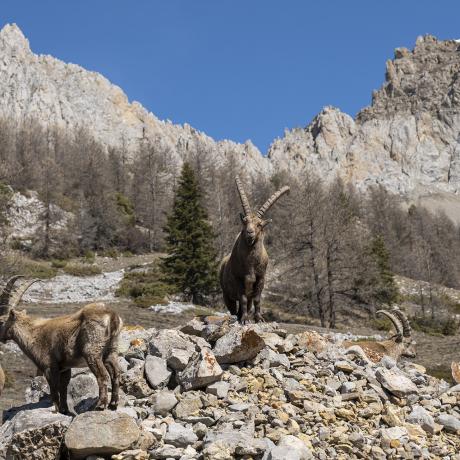Causerie en montagne : Sur la trace des animaux_Barcelonnette
