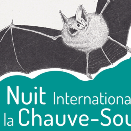 Nuit internationale de la Chauve-souris