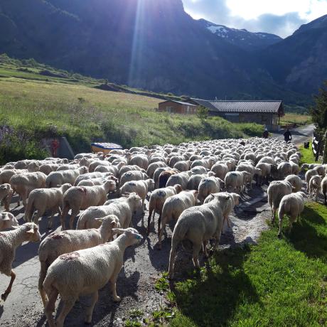Journée Amontagnage des brebis Crévoux - Journée Amontagnage des brebis Crévoux