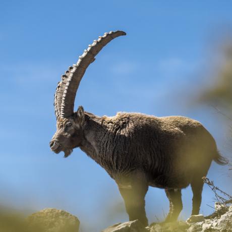 Les Dimanches du Sauze : Sortie avec accompagnateur en montagne - Randonnée sur la terre des bouquetins