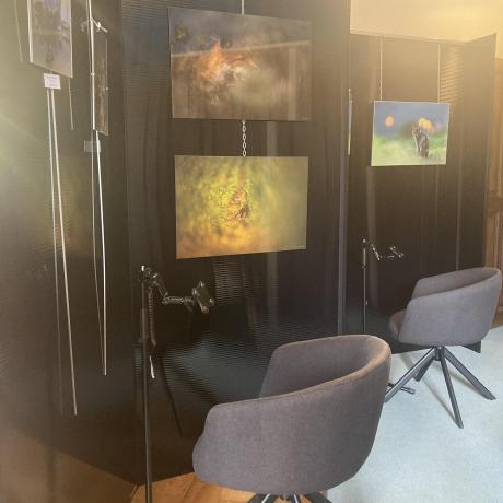 Exposition "Chats forestiers et renards"_Seyne - Exposition "Chats forestiers et renards"