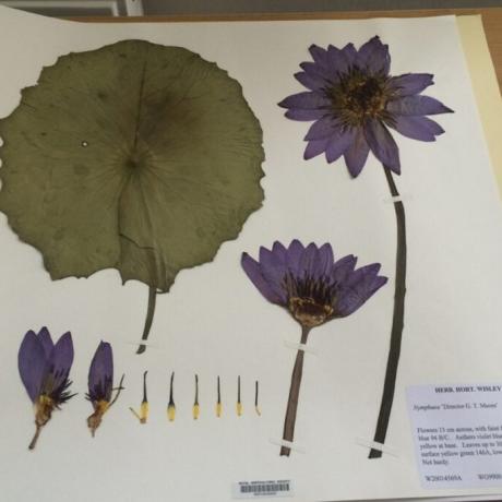 Atelier Herbier_Montclar - Herbier