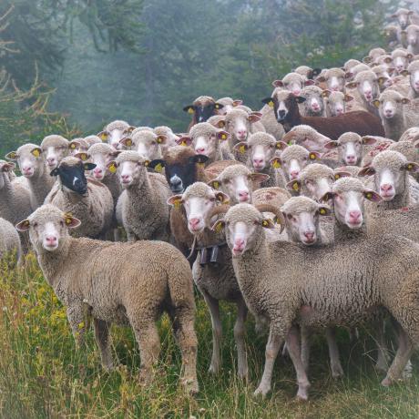 Moutons